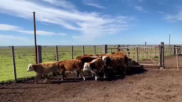 Lote TERNEROS Y TERNERAS