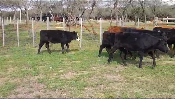 Lote TERNERAS