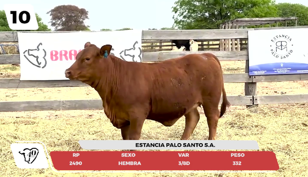 Lote LOTE 10- JUNIOR