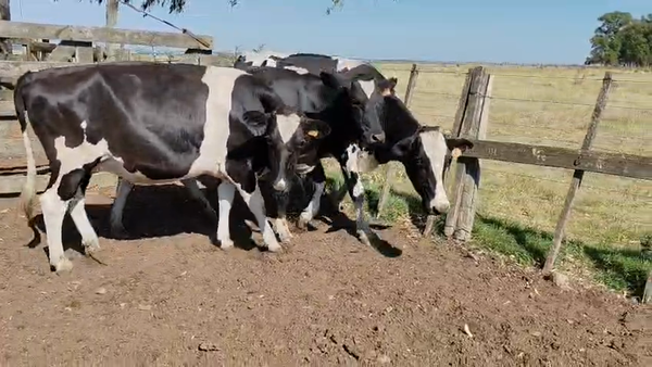 Lote 3 Vaquillonas , San José