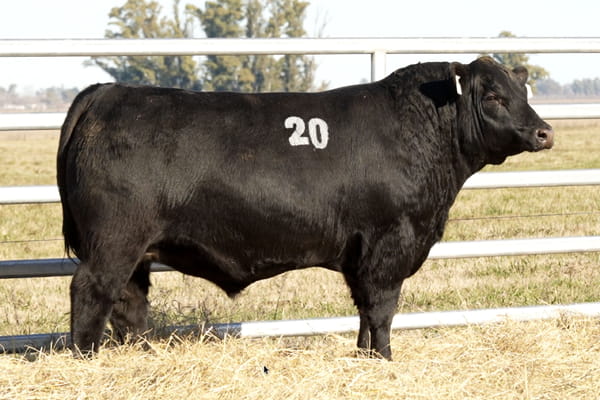 20 — TOROS ANGUS PUROS CONTROLADOS