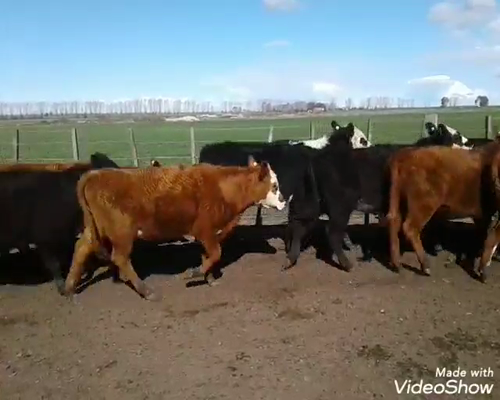 Lote 12 Terneras en Laprida, Buenos Aires