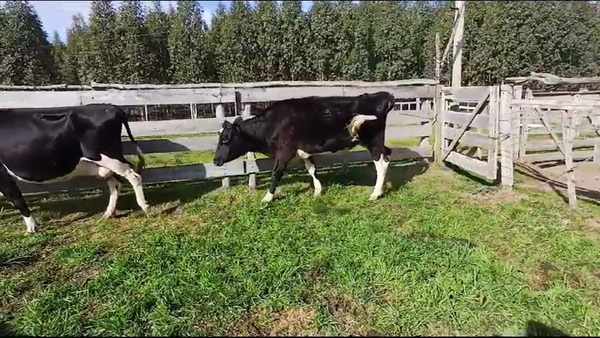 Lote VACAS INDUSTRIA