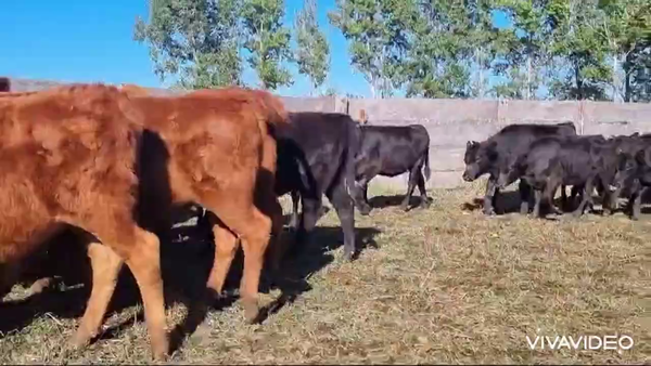 Lote 52 Terneros/as