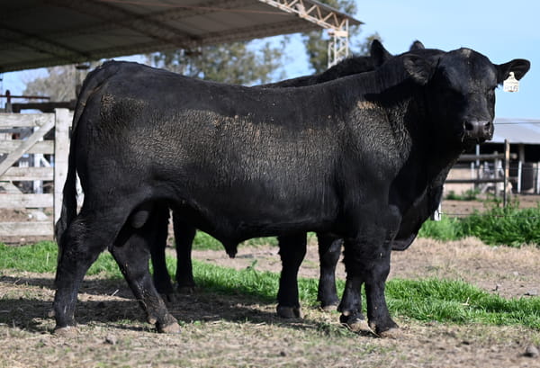 Lote TOROS PUROS DE PEDIGREE