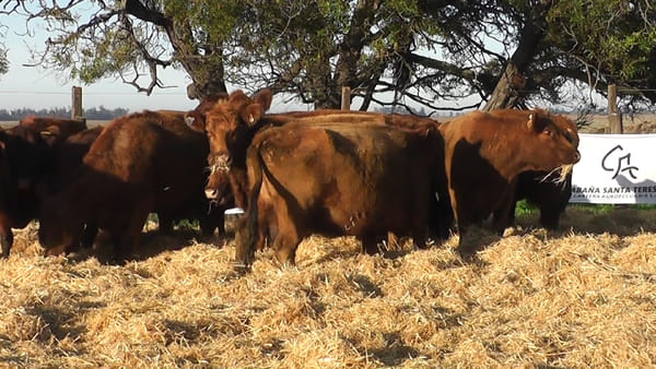 Lote VACAS COLORADAS CARAVANA BLANCA LADO DERECHO PREÑADAS