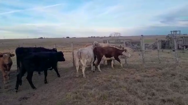 Lote 6 Vaquillonas 1 a 2 años 260kg - , San José