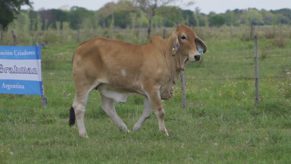 Lote TERNERA BRAHMAN