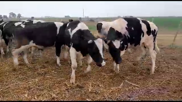 Lote 30 Novillos Holando Argentino en San Guillermo, Santa Fe