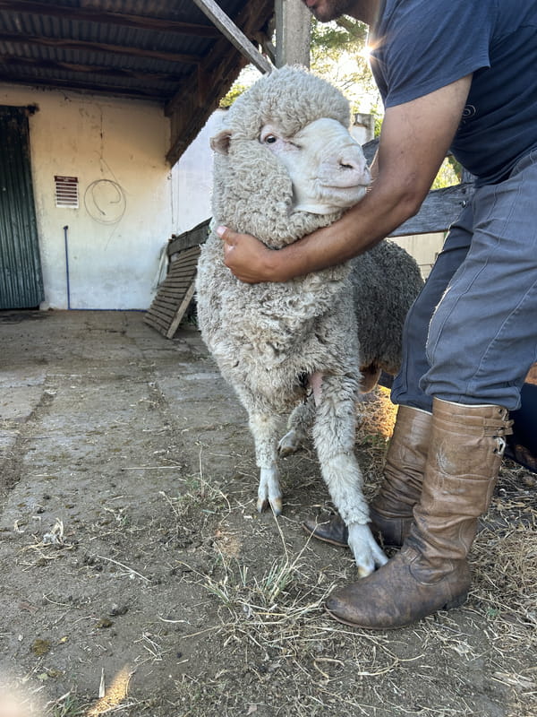 Lote Borrego 4/6D (MO: Si)
