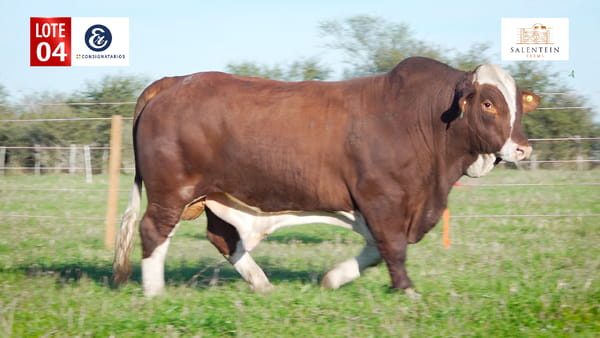 Lote LOTE 4 - TORO BRAFORD NO. 6