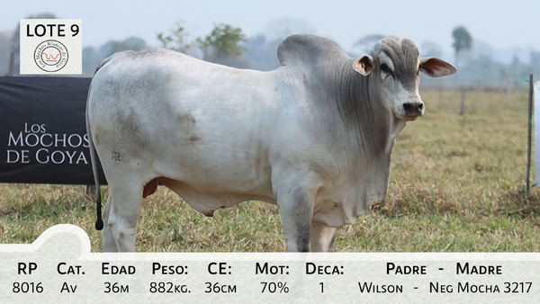 Lote LOTE 9