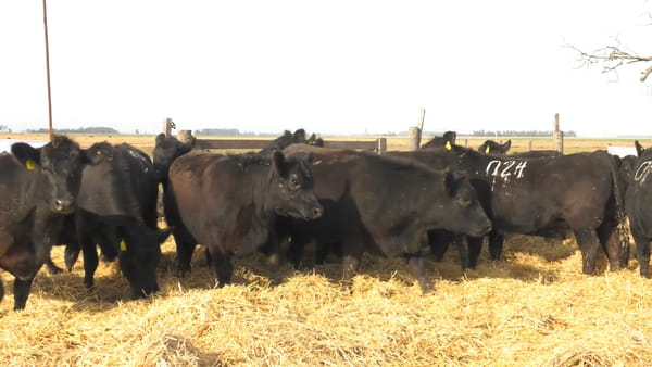 Lote Vaquillonas PC Negras Sin servicio