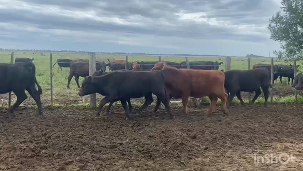 Lote 131 Terneras