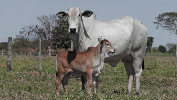 Lote LOTE 48