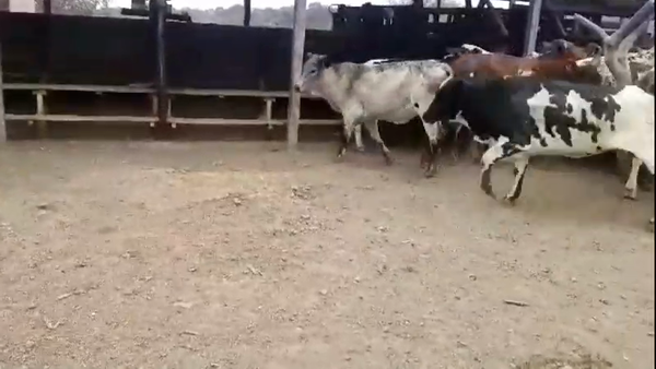 Lote 120 Novillitos en J.J. Castelli, Chaco