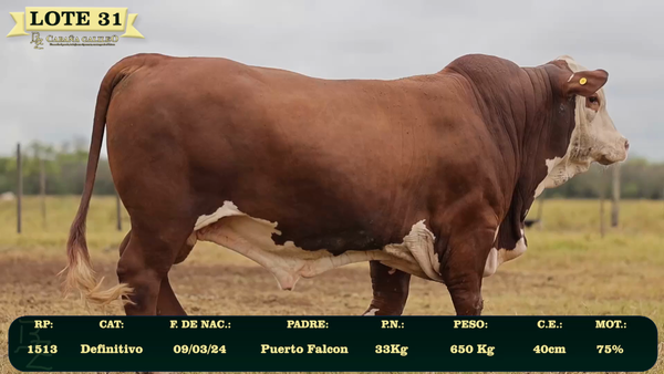 Lote LOTE 31
