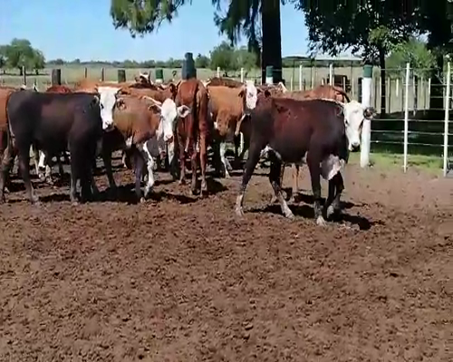 Lote 70 Terneras en Federal, Entre Ríos