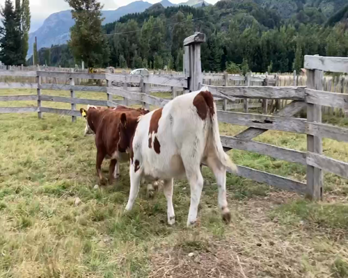 Lote 30 Ternera en Aysén, XI Región Aysén