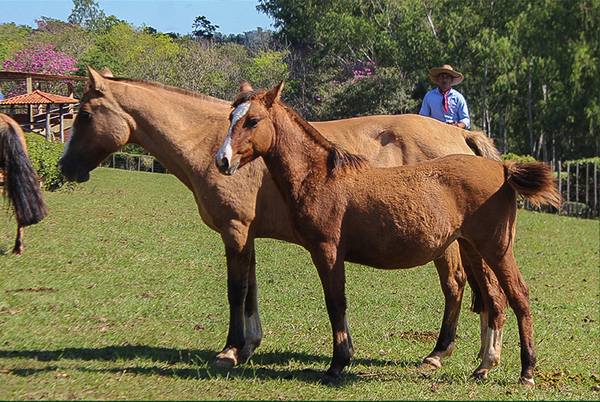 Lote CHAKE CORONADA 4163