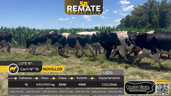 Lote 16 Novillos en La Horqueta, Colonia
