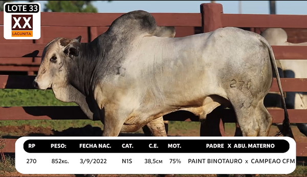 Lote LOTE 33