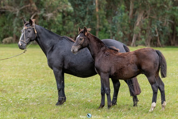 Lote JAGUEL NAVIDEÑA