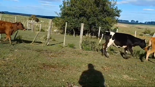 Lote (Vendido)4 Terneras CRUZAS 190kg -  en RUTA 23