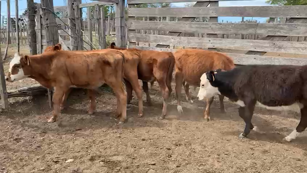 Lote 7 Terneros Cruzas en Ruta 23 Km 122