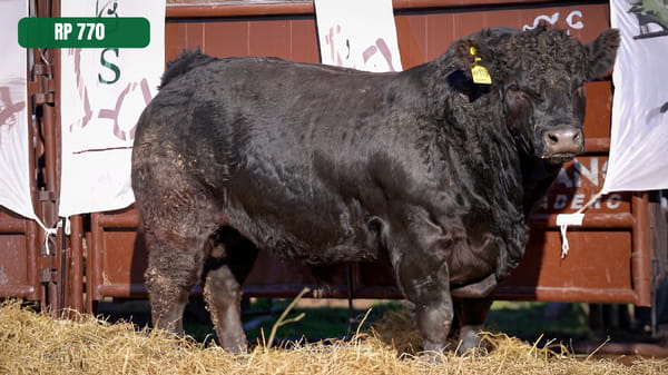 Lote Receptoras con garantía de preñez + Embrión PP con 6 meses de gestación