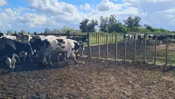 Lote NOVILLOS 1 a 2 AÑOS