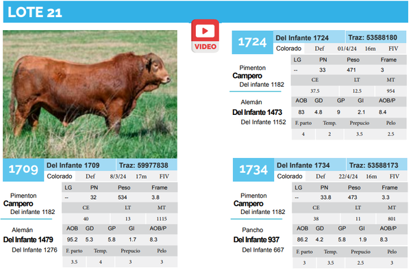 Lote Lote 21
