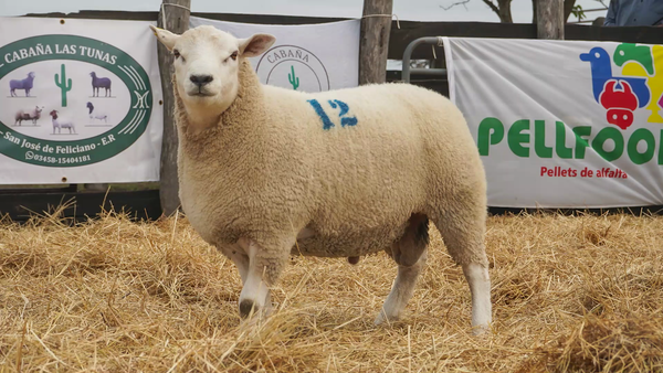 Lote TEXEL MACHO