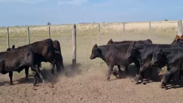 Lote 60 Terneros en Punta Indio, Buenos Aires