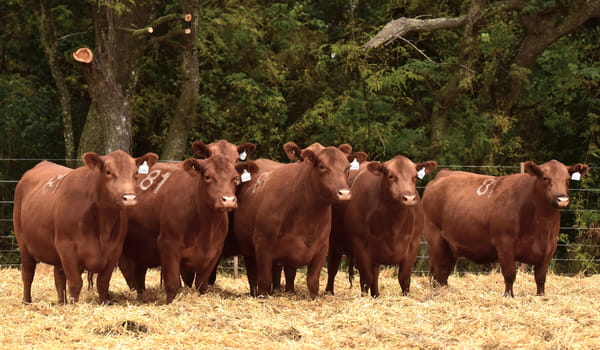 Lote VACAS ANGUS 2° SERV
