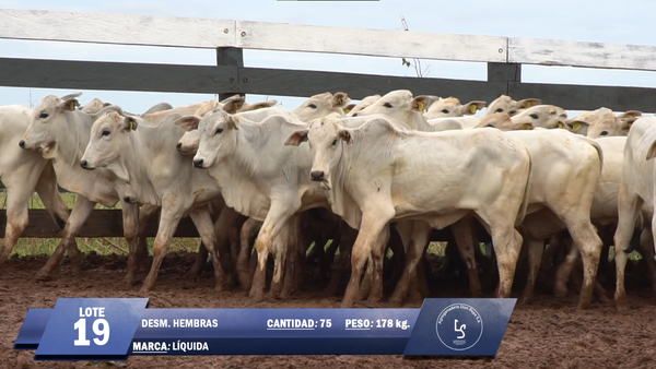 Lote Lote 19