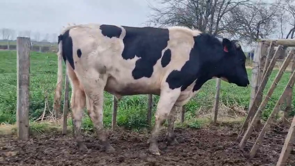 Lote Toros 500kg - , San José
