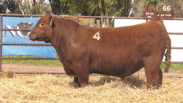 Lote TOROS ANGUS COLORADOS  PC