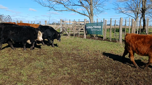 Lote 20 Vaquillonas en Rauch
