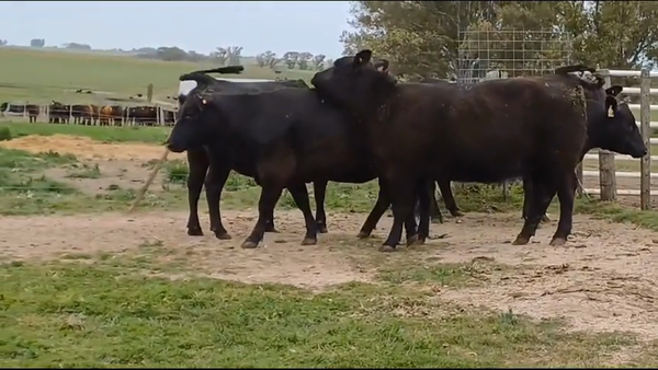 Lote VAQUILLONAS PI PREÑADAS
