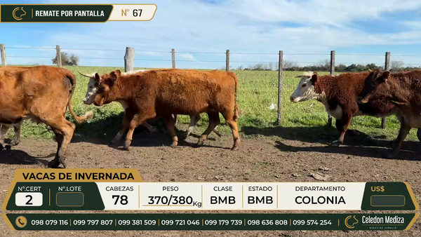 Lote 78 Vacas de Invernada en Paso Antolín, Colonia