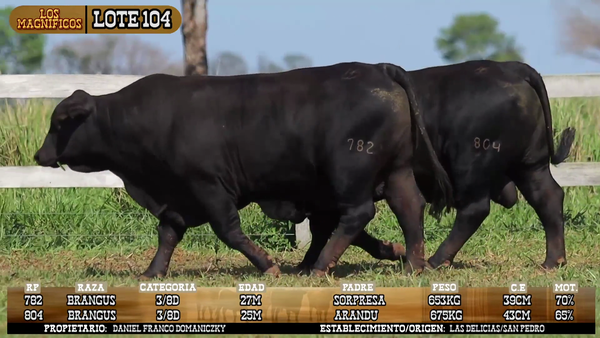 Lote LOTE 104