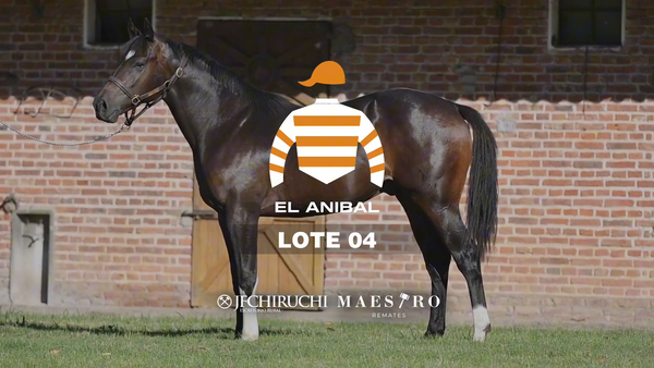 Lote Impetuoso Cat