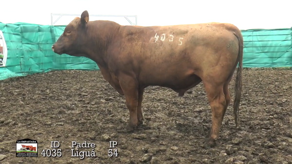 Lote 3 Toros, Durazno