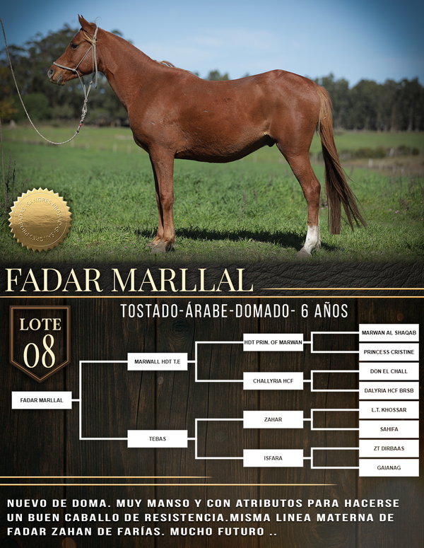 Lote FADAR MARLLAL