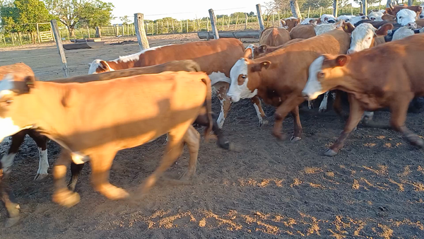 Lote 120 Terneras en Villaguay, Entre Ríos