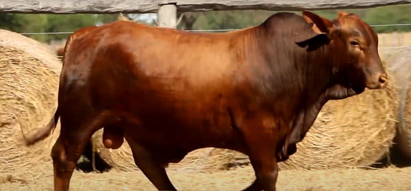 Lote TOROS DE 2 AÑOS