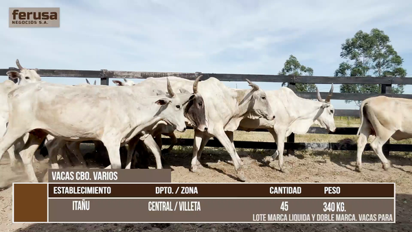 Lote LOTE 5