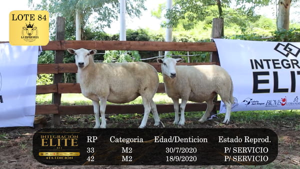 Lote LOTE 84