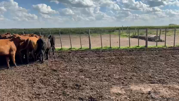 Lote 44 Novillitos y vaquillonas en Buenos Aires, Coronel Suarez